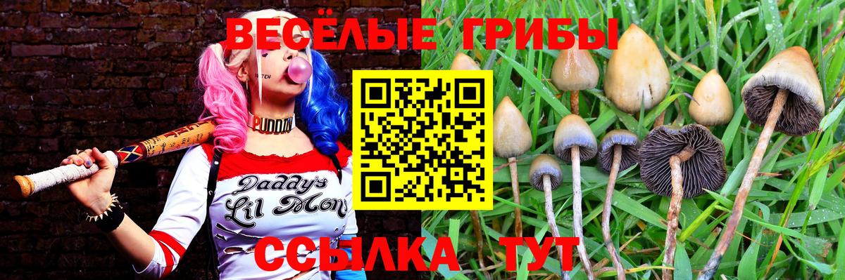 Псилоцибиновые грибы Psilocybe Клинцы
